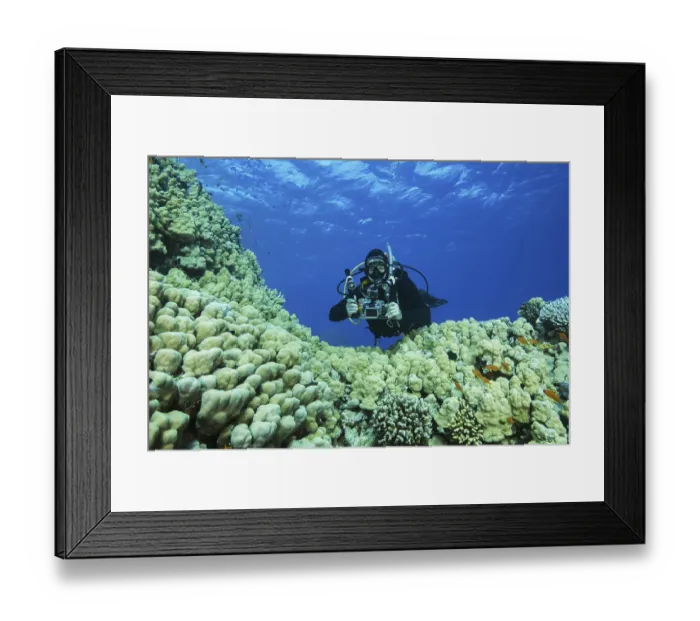 Framed Print : Camera man scuba diver swims near Dome Coral (Porites nodifera) Framed Print : Camera man scuba diver swims near Dome Coral (Porites nodifera)