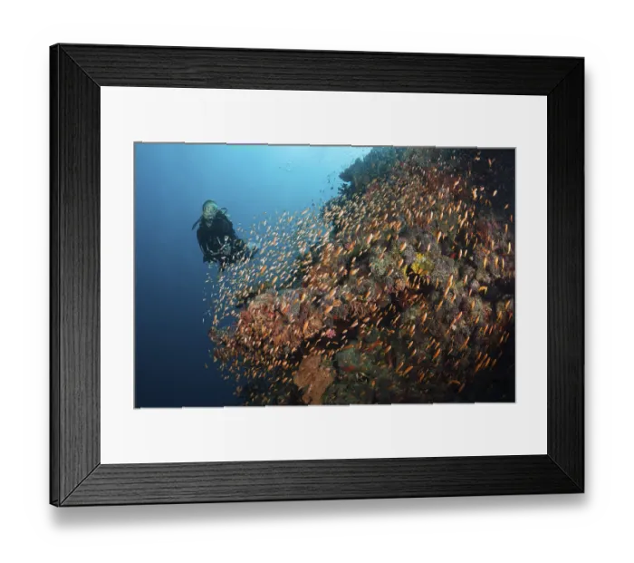Framed Print : Diver on the reef, Felidhu Atoll, Maldives Framed Print : Diver on the reef, Felidhu Atoll, Maldives