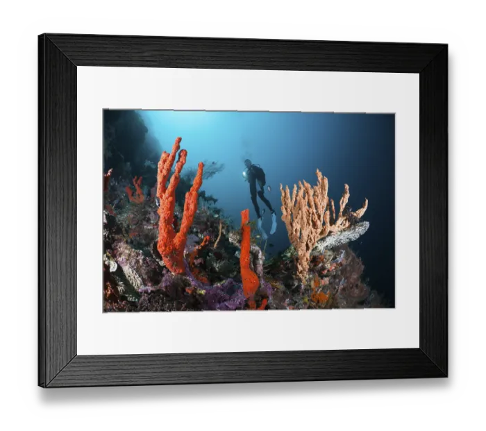 Framed Print : Diver on coral reef, Cenderawasih Bay