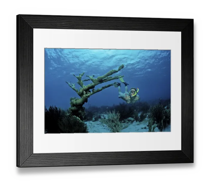 Framed Print : Snorkelling over coral reef, Netherlands Antilles Framed Print : Snorkelling over coral reef, Netherlands Antilles