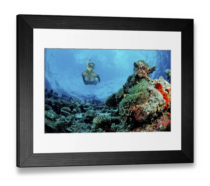 Framed Print : Snorkelling on a coral reef, Maldives