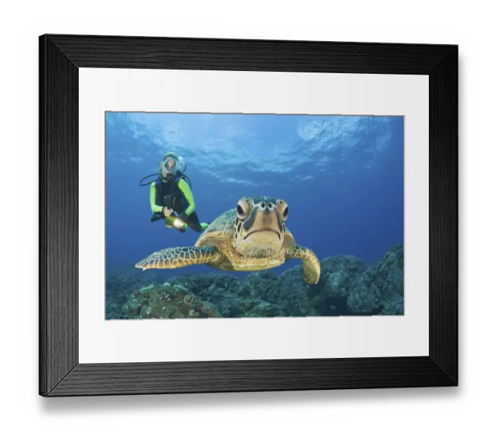 Framed Print : Green turtle and diver, Chelonia mydas Framed Print : Green turtle and diver, Chelonia mydas
