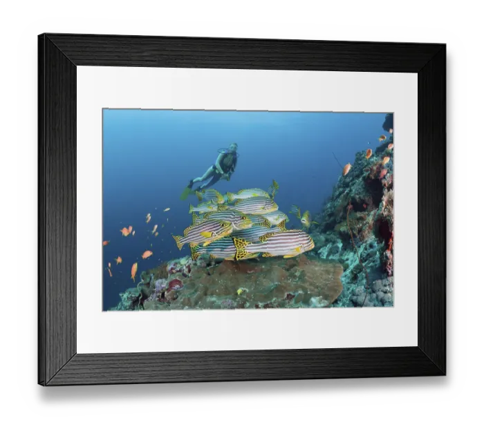 Framed Print : Oriental sweetlips and divers, Plectorhinchus orientalis