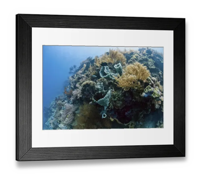 Framed Print : Tropical coral reef at Menjangan