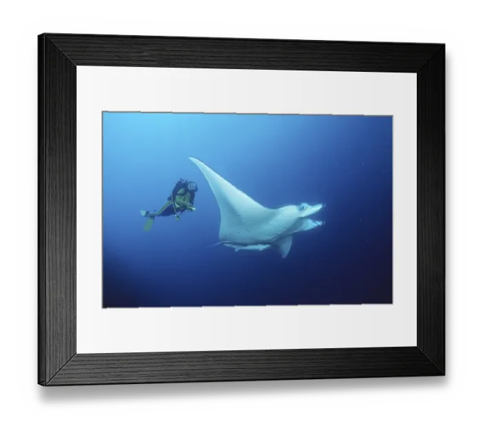 Framed Print : Manta Ray and diver, Ari atol, Pelagic manta ray (Manta birostris) Framed Print : Manta Ray and diver, Ari atol, Pelagic manta ray (Manta birostris)