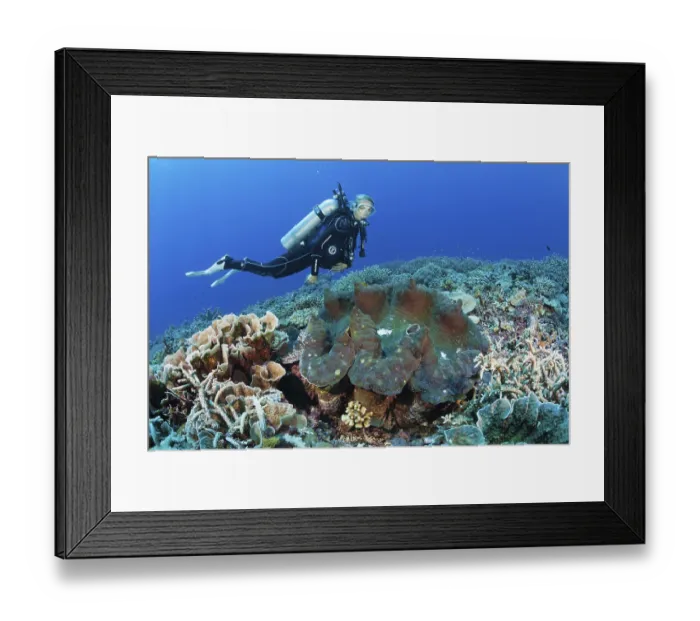 Framed Print : Killer mussel in reef (Tridacna squamosa) Framed Print : Killer mussel in reef (Tridacna squamosa)