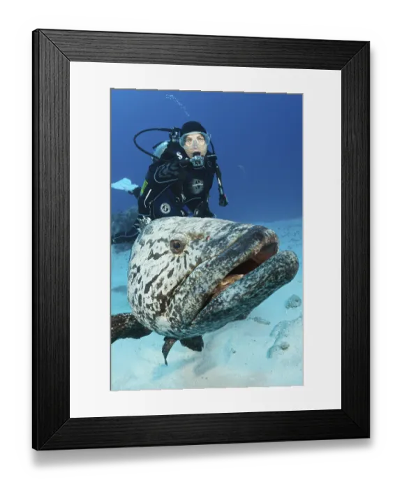 Framed Print : Diver and potato grouper (Epinephelus tukula)