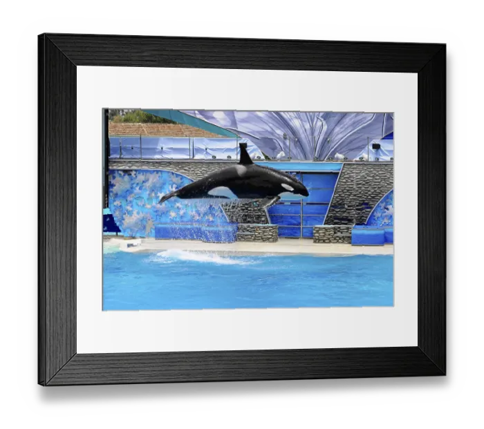 Framed Print : Orca (Orcinus orca), dynamically jumping out of the water during a show