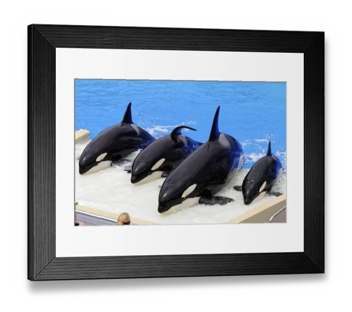 Framed Print : Four orcas (Orcinus orca), are at the edge of a pool and create movement with their fins in the water Framed Print : Four orcas (Orcinus orca), are at the edge of a pool and create movement with their fins in the water