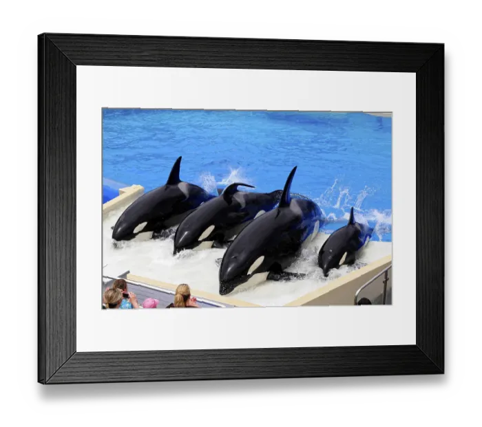 Framed Print : Orcas (Orcinus orca), standing side by side at the edge of a water attraction and spectators watching the scene