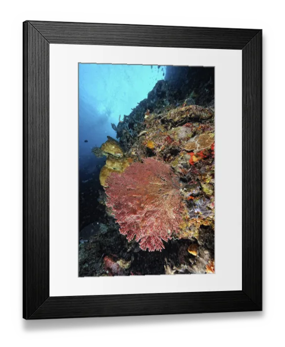 Framed Print : A beautiful picture of an healty coral reef