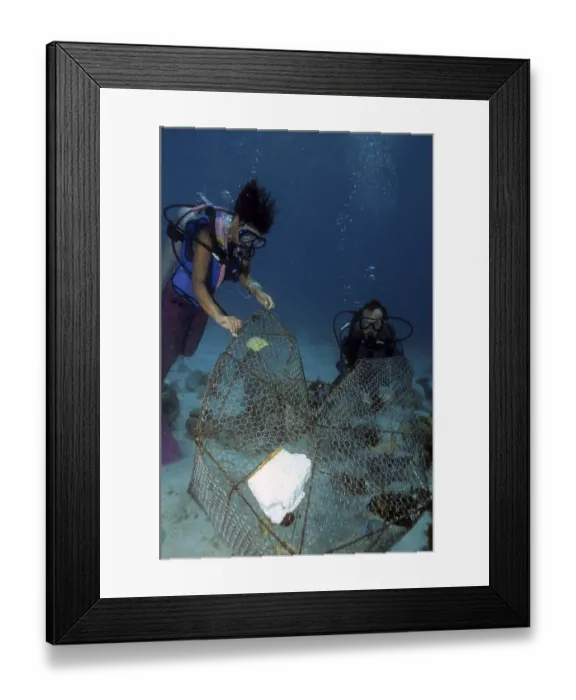 Framed Print : Angel's fish H. CILIARIS caught in a fish trap Framed Print : Angel's fish H. CILIARIS caught in a fish trap