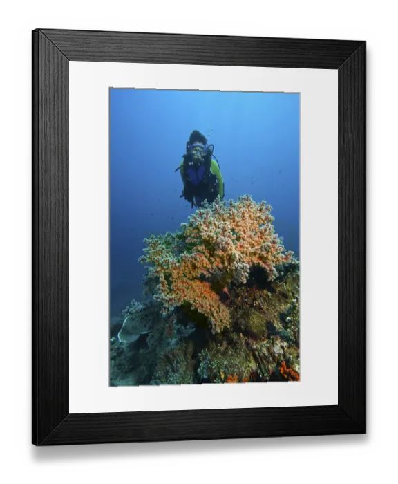 Framed Print : Diver swims in the colourful reef behind a Gorgoni Framed Print : Diver swims in the colourful reef behind a Gorgoni