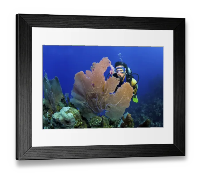 Framed Print : Scuba diver swimming behind a sea fan on a coral reef Framed Print : Scuba diver swimming behind a sea fan on a coral reef