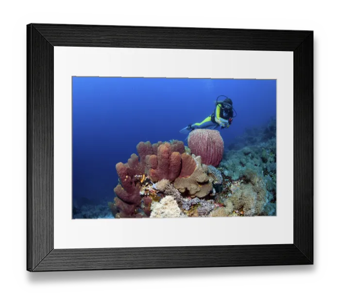 Framed Print : Scuba diver swimming in colourful coral reef behind a Barrel Sponge (Xestospongia testudinaria)
