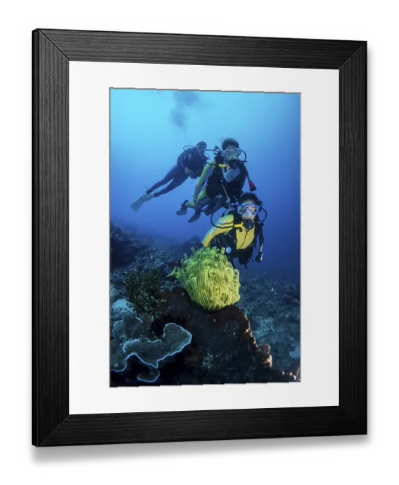 Framed Print : Group of scuba divers in a colourful coral reef observing a Feather Star (Crinoidea) Framed Print : Group of scuba divers in a colourful coral reef observing a Feather Star (Crinoidea)