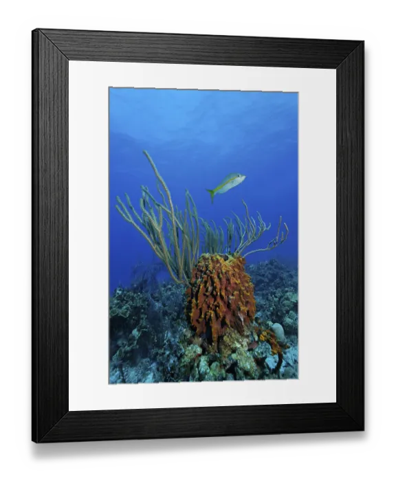 Framed Print : Caribbean barrel sponge (Xestospongia muta)