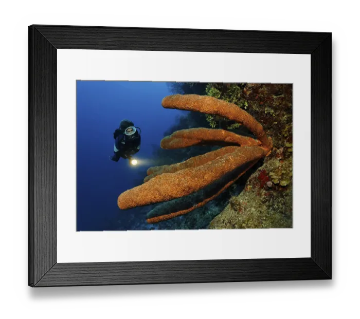 Framed Print : Female diver with a lamp looking at a wonderful example of a Brown tube sponge (Agelas conifera) Framed Print : Female diver with a lamp looking at a wonderful example of a Brown tube sponge (Agelas conifera)