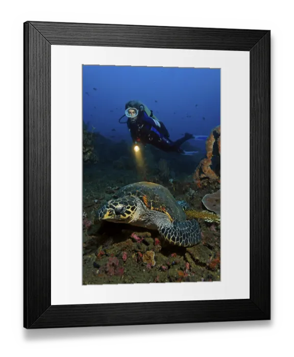 Framed Print : Hawksbill Turtle (Eretmochelys imbricata)