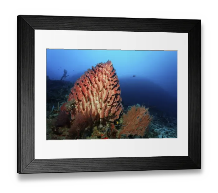 Framed Print : Giant Barrel Sponge (Xestospongia testudinaria) on coral reef Framed Print : Giant Barrel Sponge (Xestospongia testudinaria) on coral reef