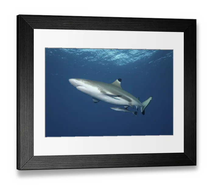 Framed Print : Blacktip Reef Shark (Carcharhinus melanopterus) with Live Sharksucker (Echeneis naucrates) Framed Print : Blacktip Reef Shark (Carcharhinus melanopterus) with Live Sharksucker (Echeneis naucrates)