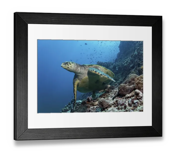 Framed Print : Hawksbill Sea Turtle (Eretmochelys imbricata) swimming over a coral reef
