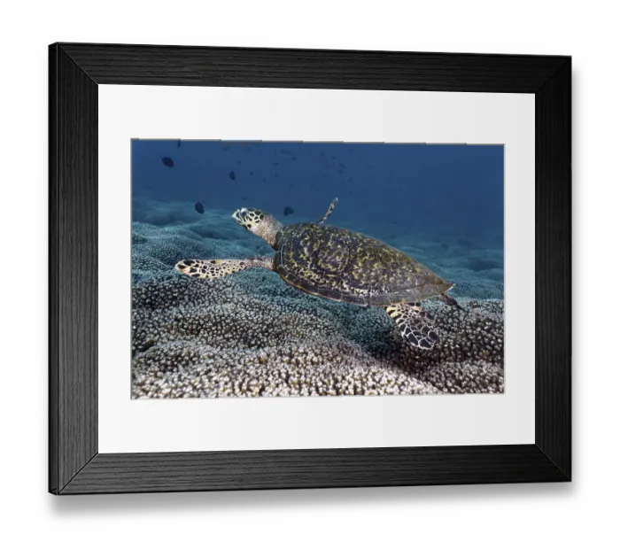 Framed Print : Hawksbill Sea Turtle (Eretmochelys imbricata) swimming over a coral reef