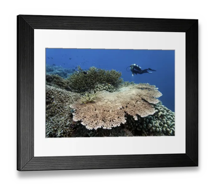 Framed Print : Coral reef with various stony corals
