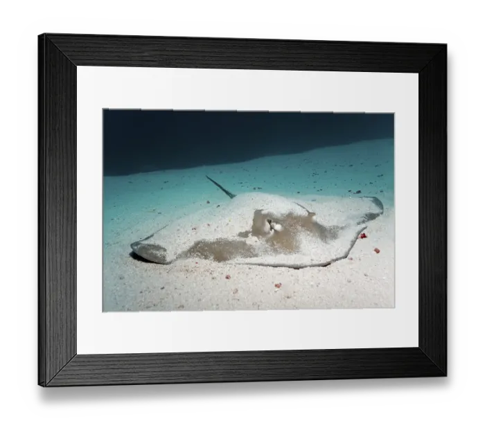 Framed Print : Whiptail Stingray (Dasyatidae) resting on the sandy ocean floor Framed Print : Whiptail Stingray (Dasyatidae) resting on the sandy ocean floor