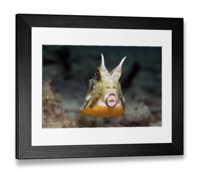 Framed Print : Thornback Cowfish or Shorthorn Cowfish (Lactoria penthacantha)