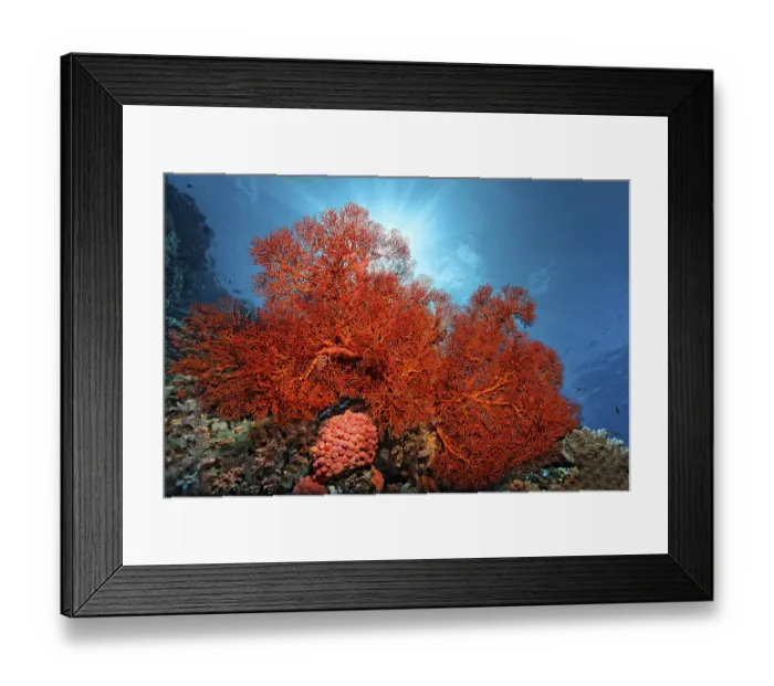 Framed Print : Knotted Fan Coral (Melithaea ochracea)