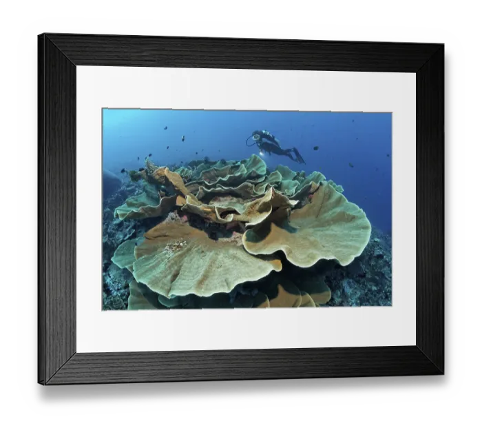 Framed Print : Divers looking at lettuce coral (Turbinaria mesenterina) Framed Print : Divers looking at lettuce coral (Turbinaria mesenterina)
