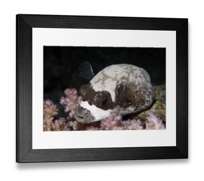 Framed Print : Masked puffer (Arothron diadematus)
