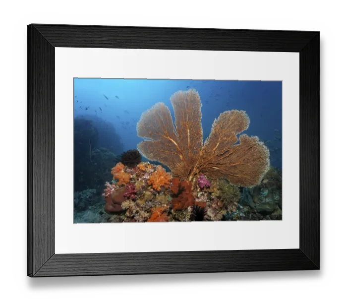 Framed Print : Coral reef roof with large gorgonian (Annella mollis)