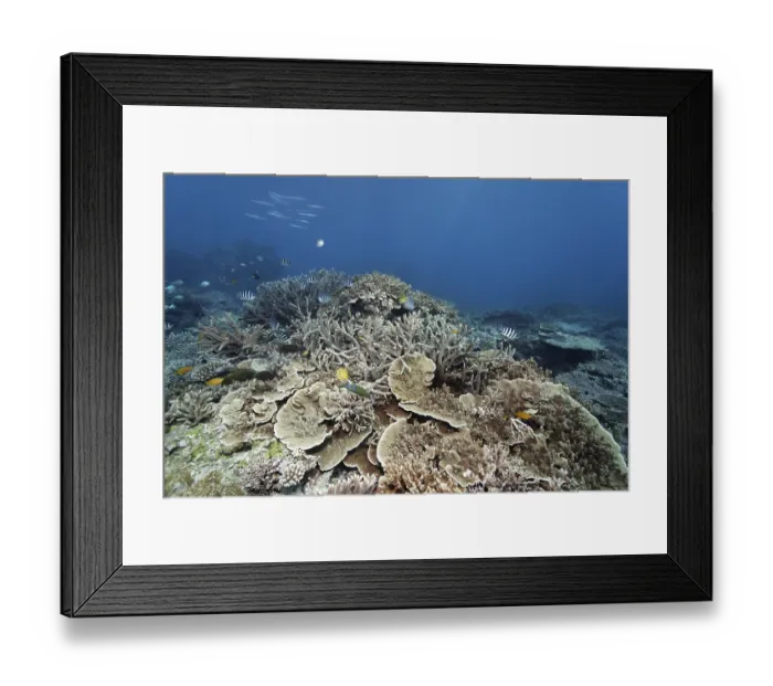 Framed Print : Hard corals, reef with various fish species