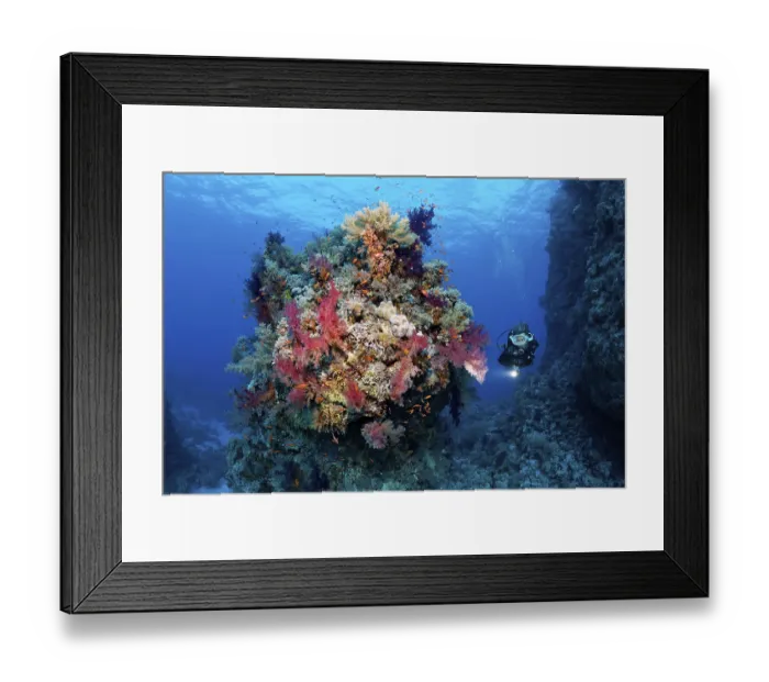 Framed Print : Diver looking at coral block on coral reef
