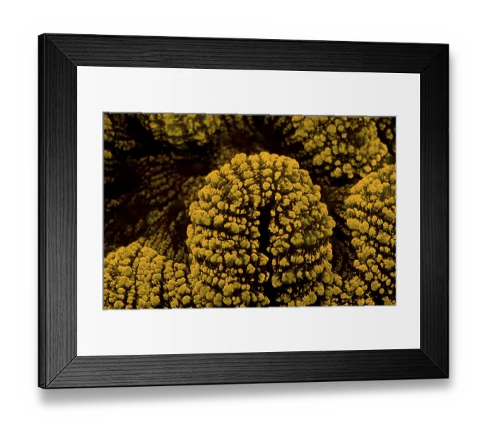 Framed Print : Fluoresce hard coral, Coral fluorescenc Framed Print : Fluoresce hard coral, Coral fluorescenc