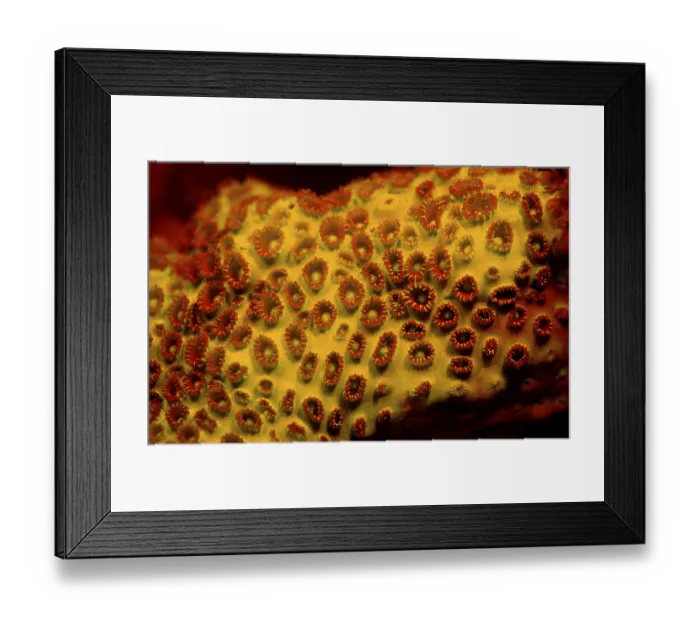 Framed Print : Fluoresce hard coral, Coral fluorescenc