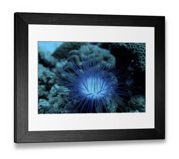Framed Print : Fluoresce Anemone, Coral fluorescenc