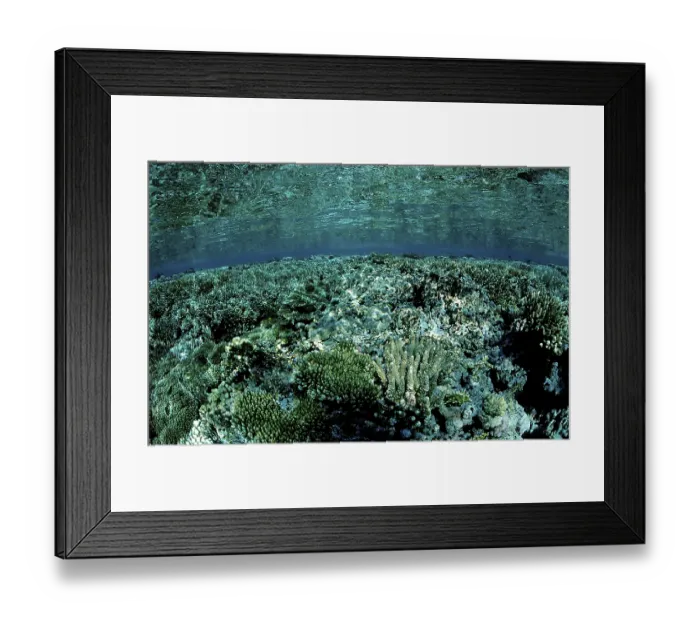 Framed Print : Coral reef
