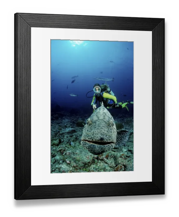 Framed Print : Potato grouper and scuba diver Epinephelus tukula