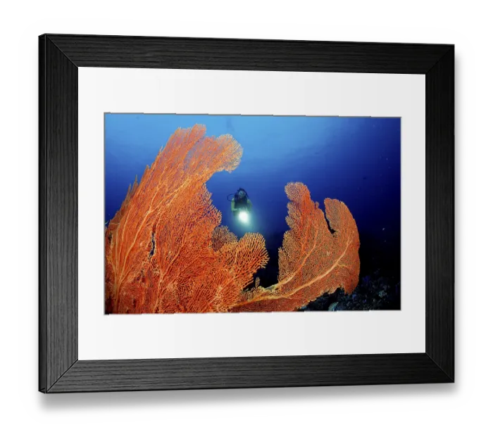Framed Print : Coral reef and scuba diver