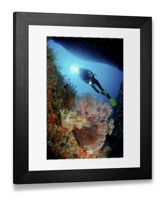 Framed Print : Scuba diver and coral reef Framed Print : Scuba diver and coral reef