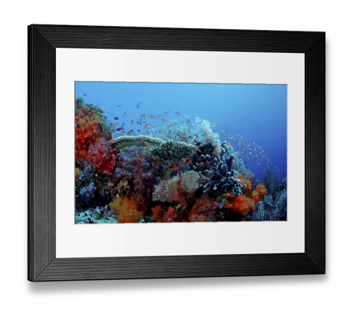 Framed Print : Coral reef