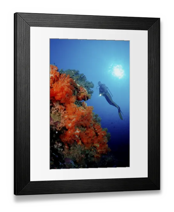 Framed Print : Scuba diver and coral reef Framed Print : Scuba diver and coral reef