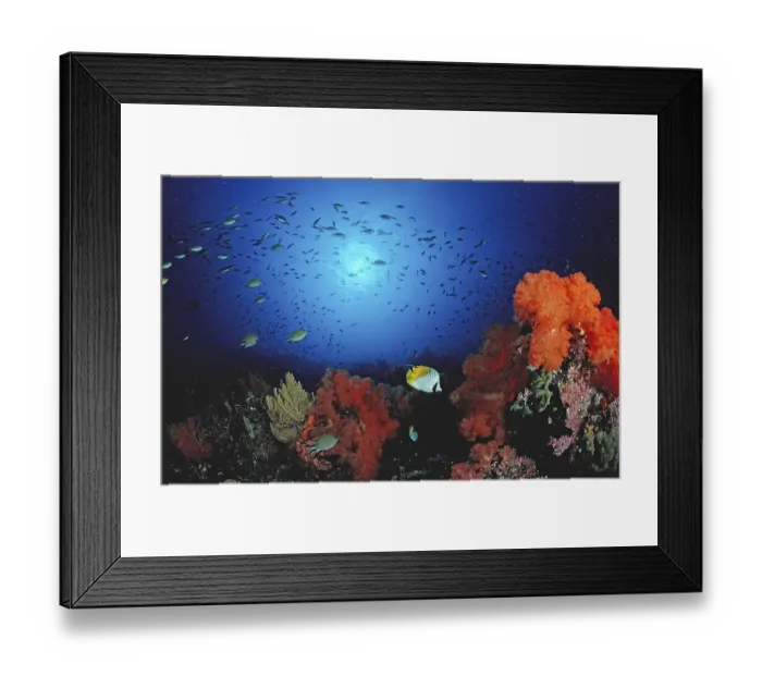 Framed Print : Coral reef Framed Print : Coral reef