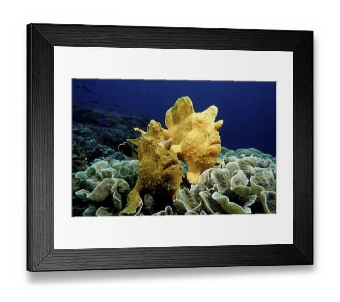 Framed Print : Giant frogfish Antennarius commersonii Framed Print : Giant frogfish Antennarius commersonii