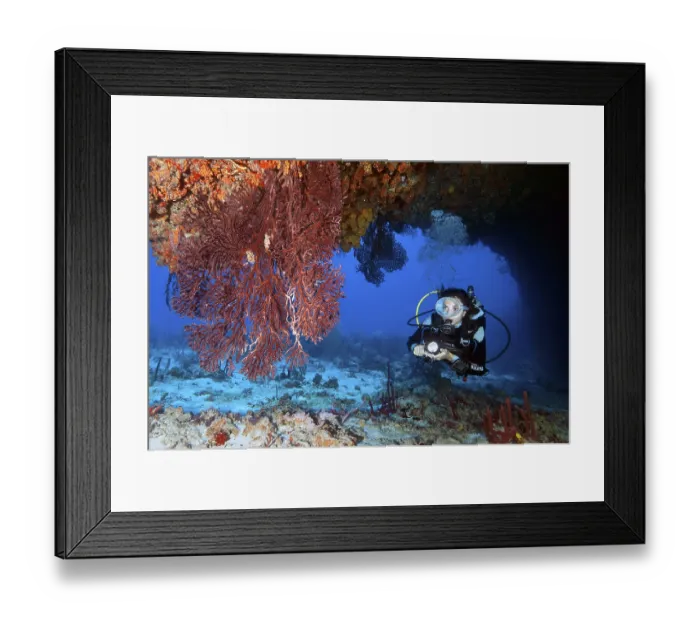 Framed Print : Diver and Caribbean common sea fan (Gorgonia ventalina) Framed Print : Diver and Caribbean common sea fan (Gorgonia ventalina)
