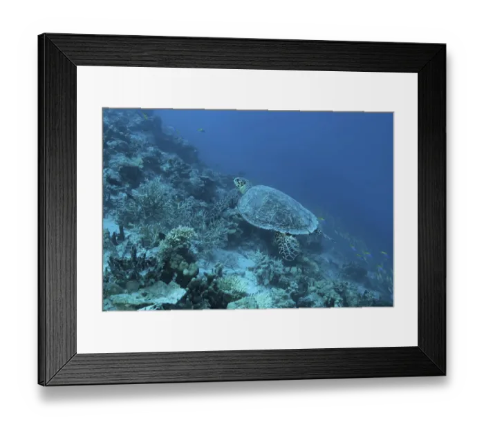 Framed Print : Hawksbill sea turtle (Eretmochelys imbricata) swim over coral reef