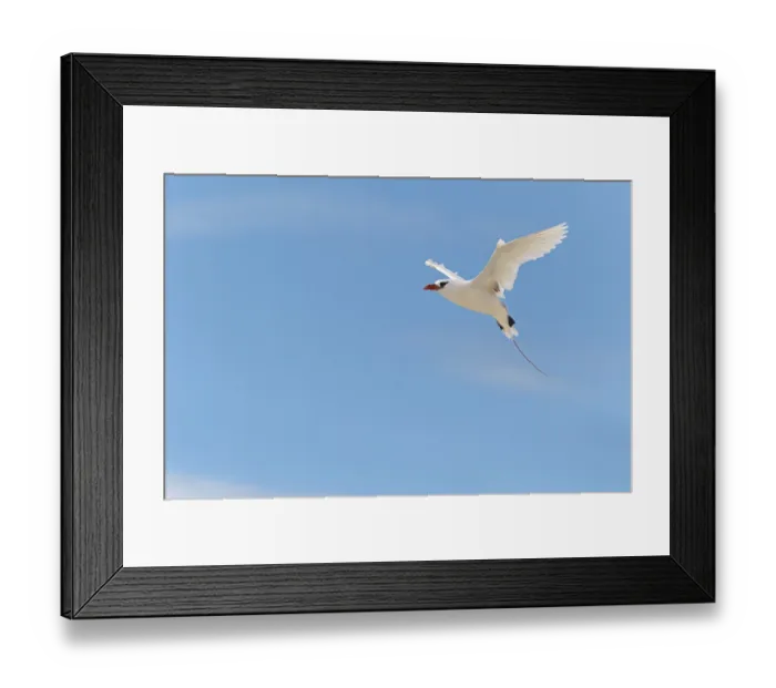 Framed Print : Red-tailed tropicbird (Phaethon rubricauda) flying with wings spread